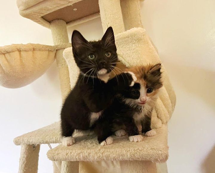 tuxedo calico kittens