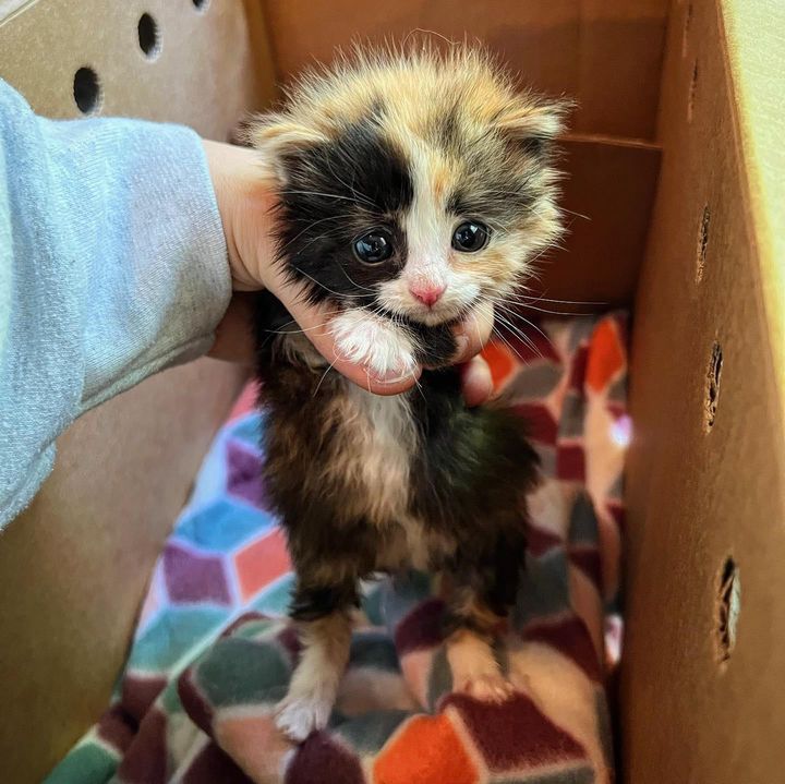 calico kitten