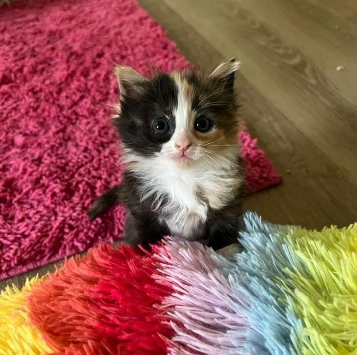 tiny calico kitten