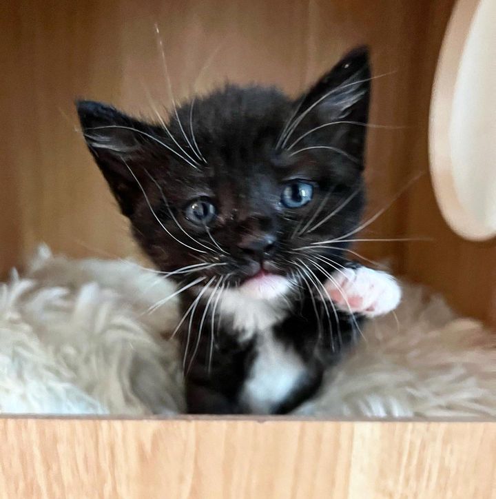 tuxedo kitten paw