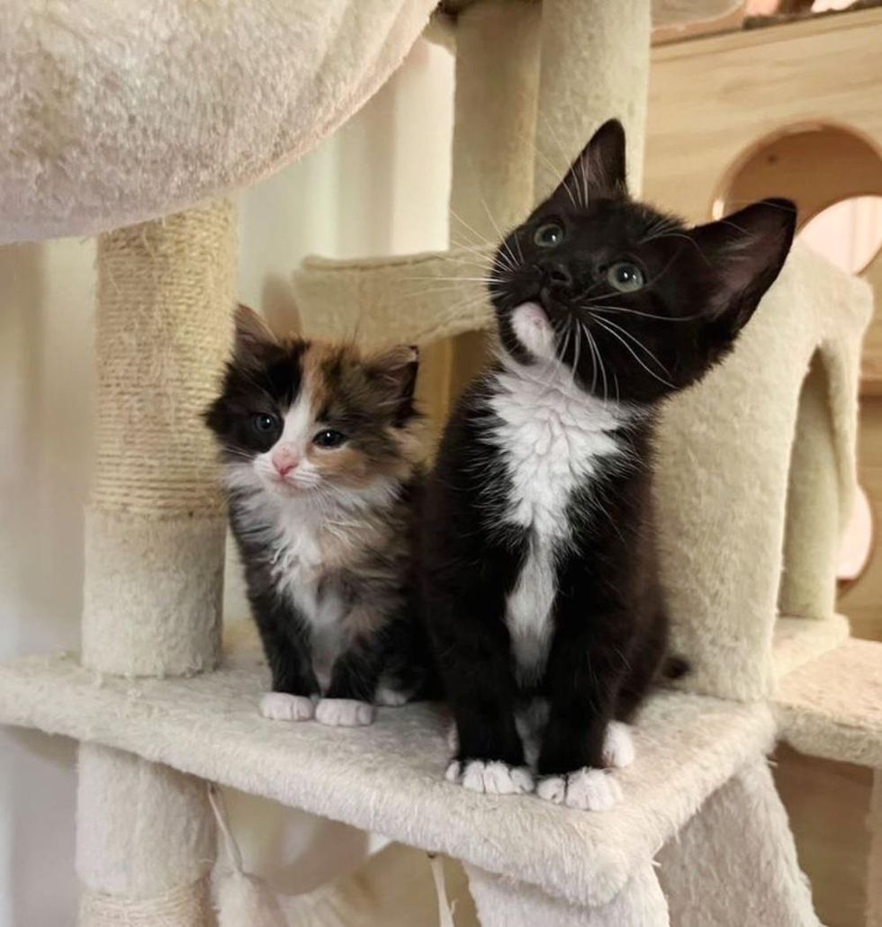 calico tuxedo kittens, best friends