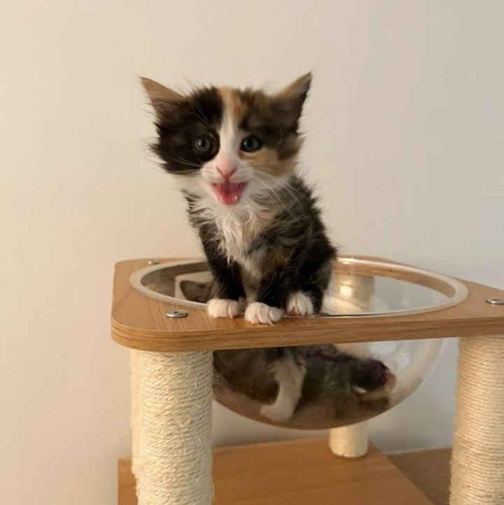 vocal calico kitten