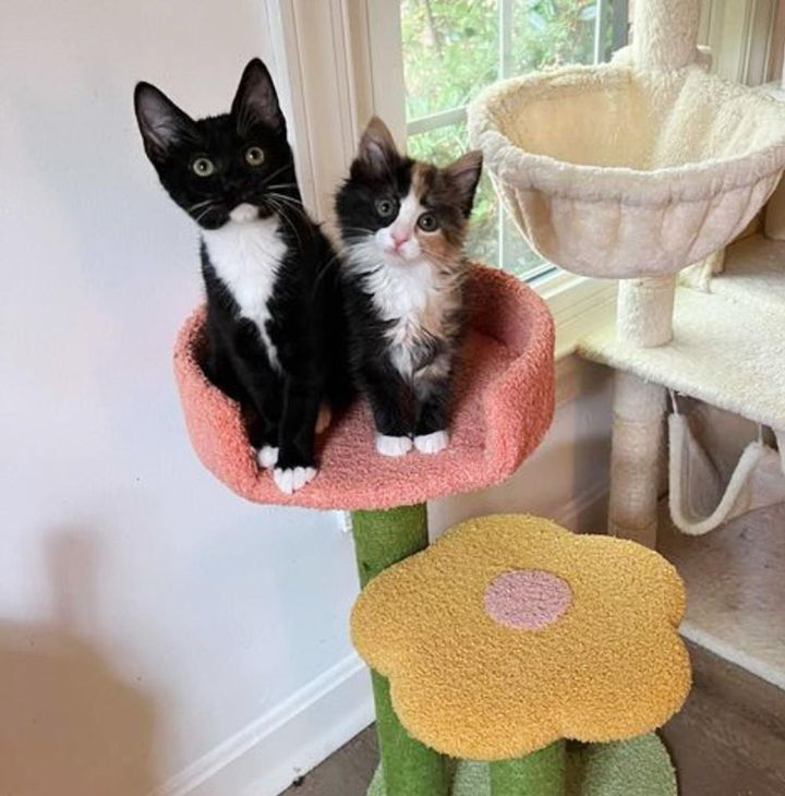 calico tuxedo kittens, best friends