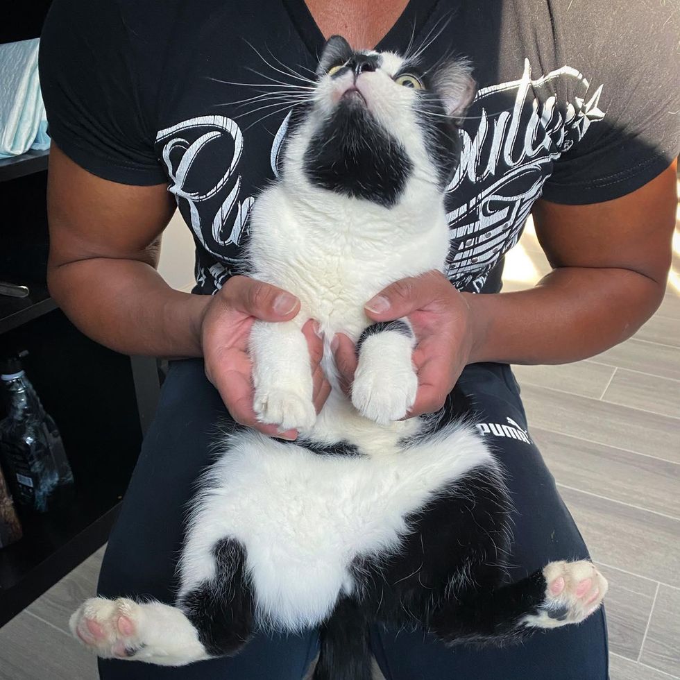 black and white lap cat