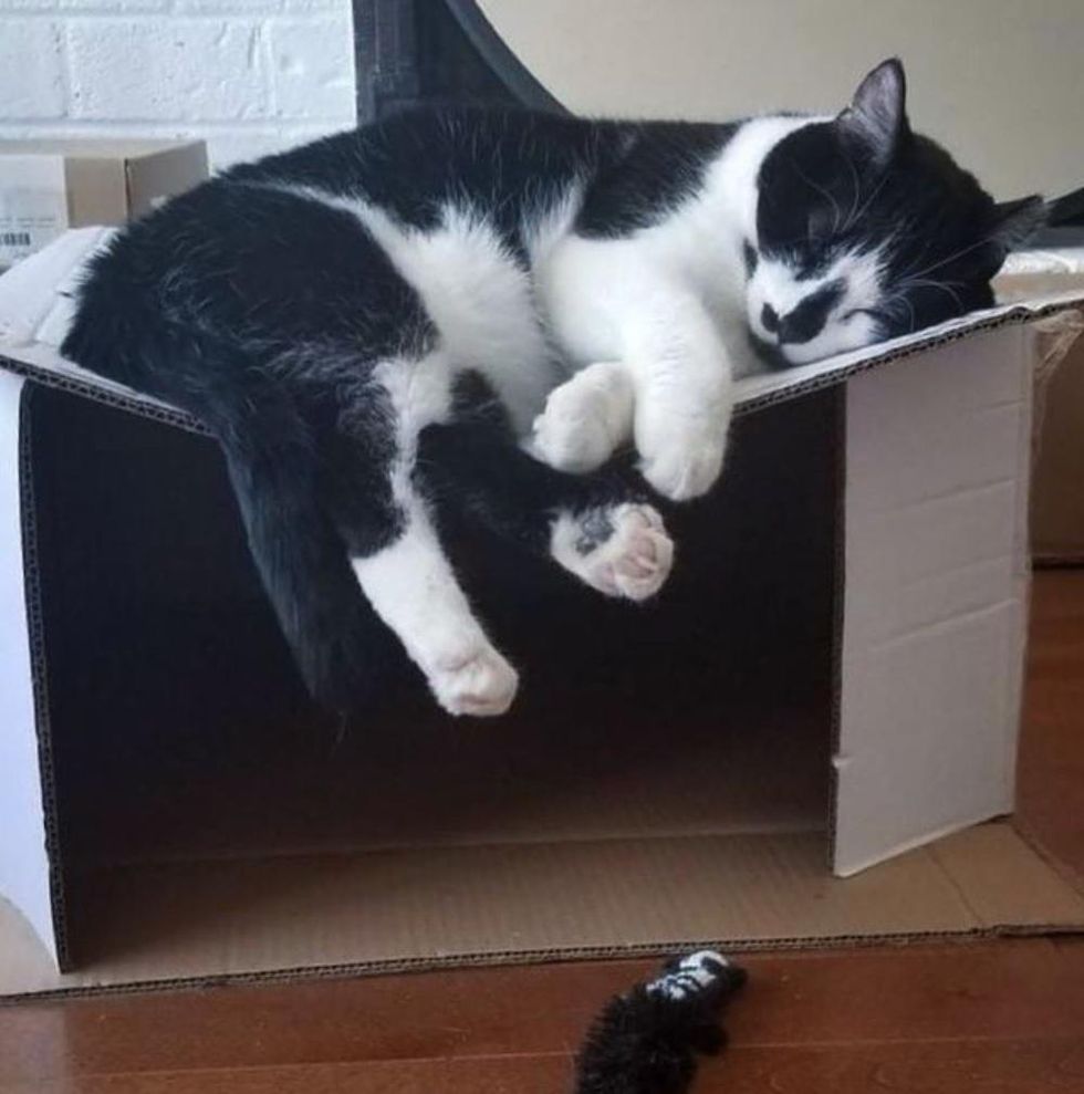 cat sleeping on box