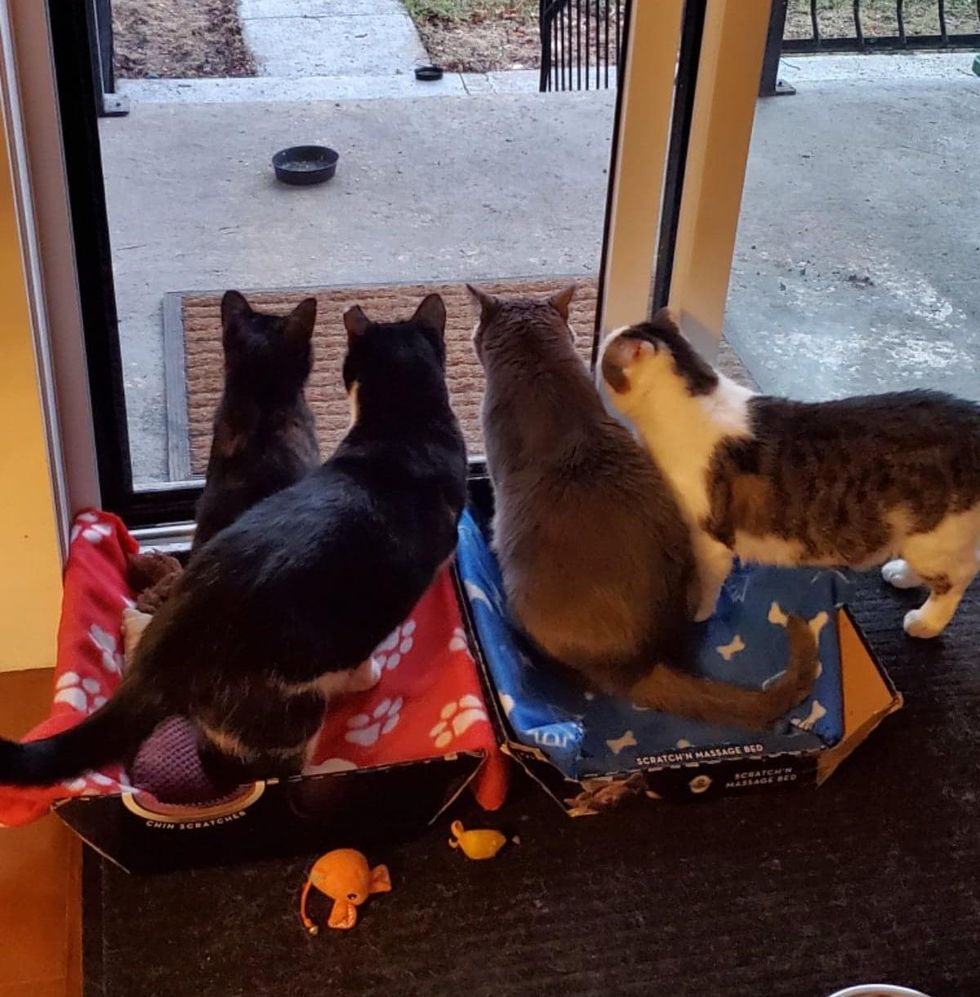 cats watching bird tv