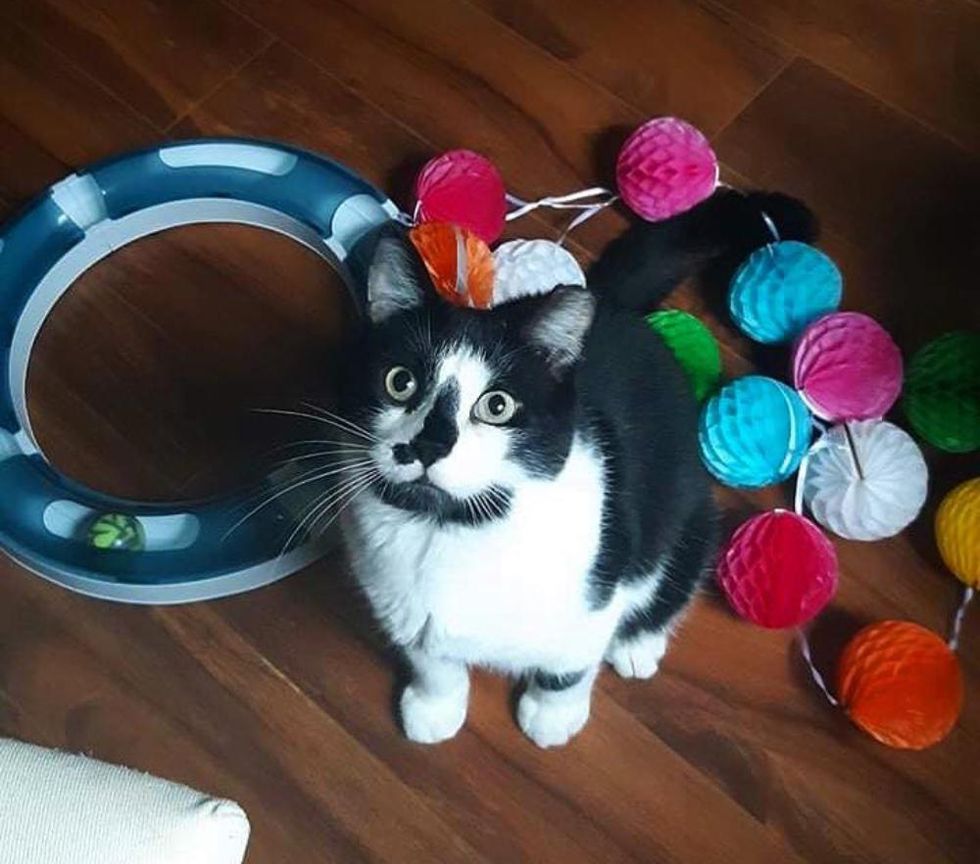 happy cat and toys
