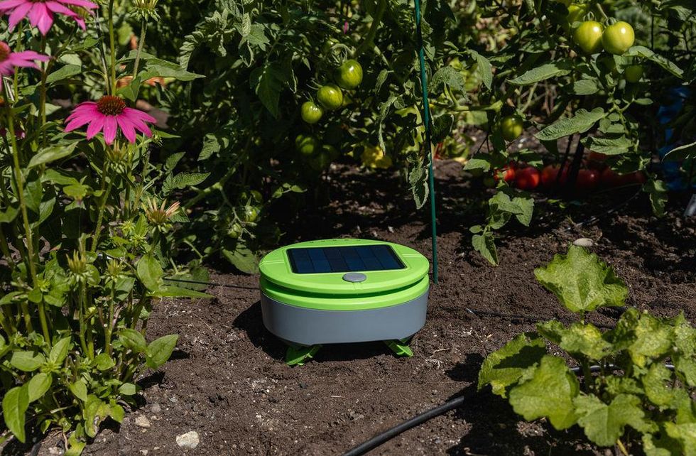 a photo of Tertill weeding robot in a garden