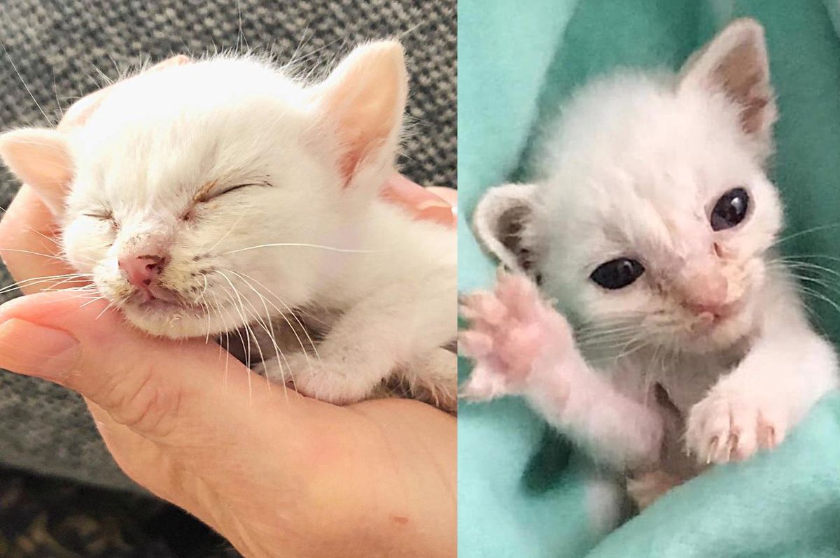 Kitten Just a Quarter the Size Of What He Should Be, Blossoms into Beautiful Young Cat