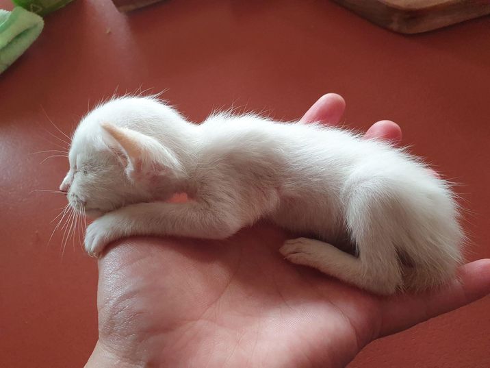 small kitten