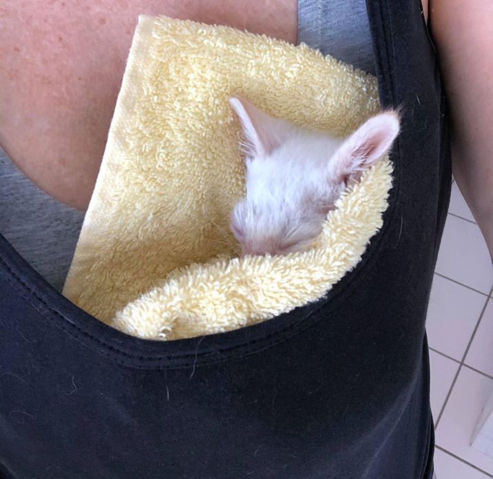 sleeping kitten purrito