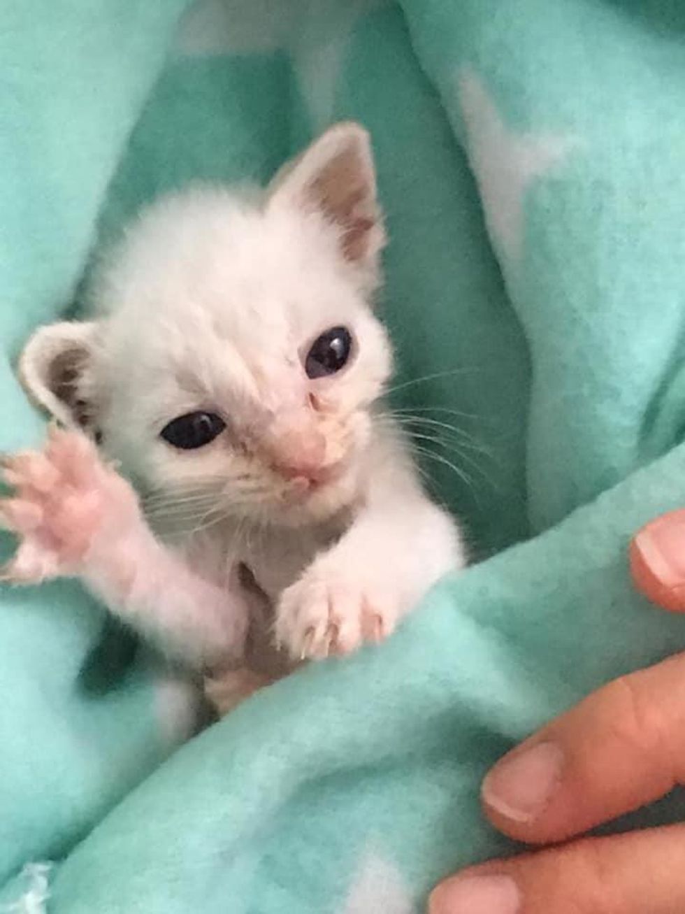 purrito kitten paw