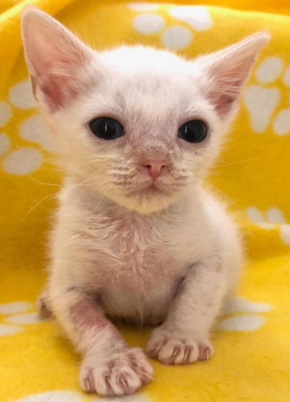 kitten with big ears