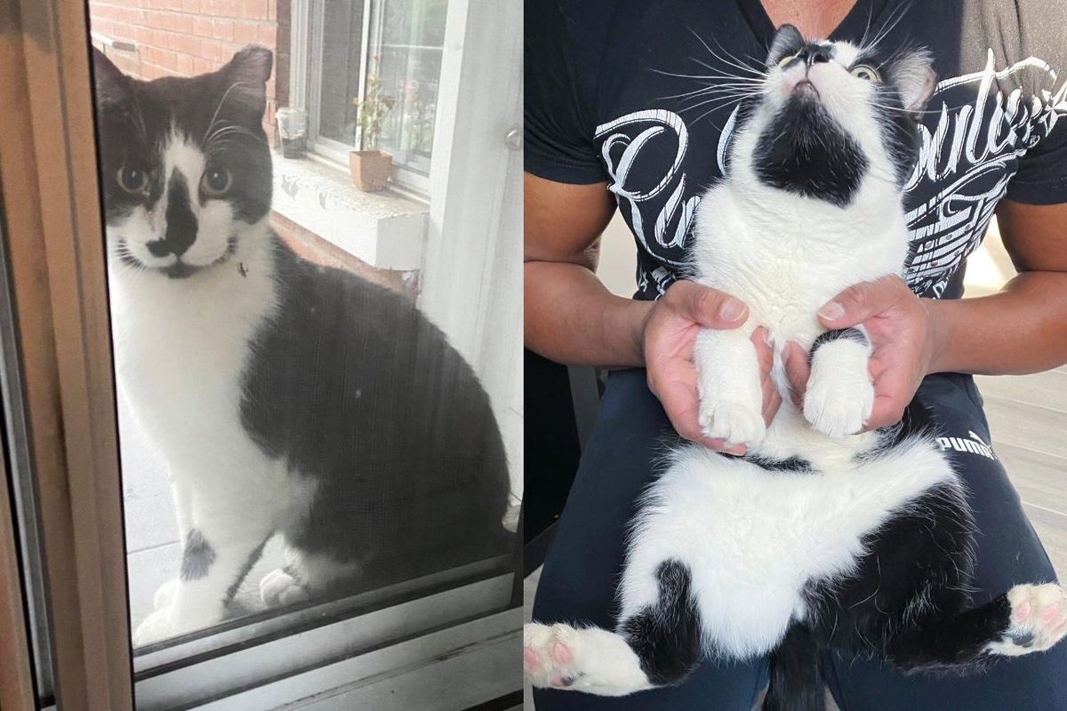 Stray Cat Waits for Door to Be Opened for Him So He Can Be in Someone's Lap Again