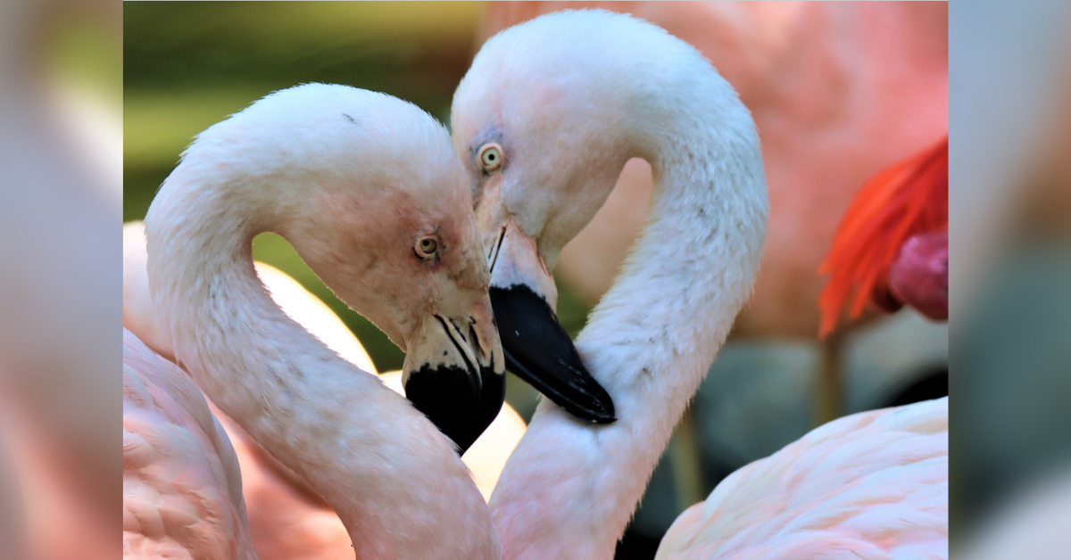 Denver Zoo's Gay Flamingo Couple Breaks Up During Pride Month—And Fans Are Utterly Crushed