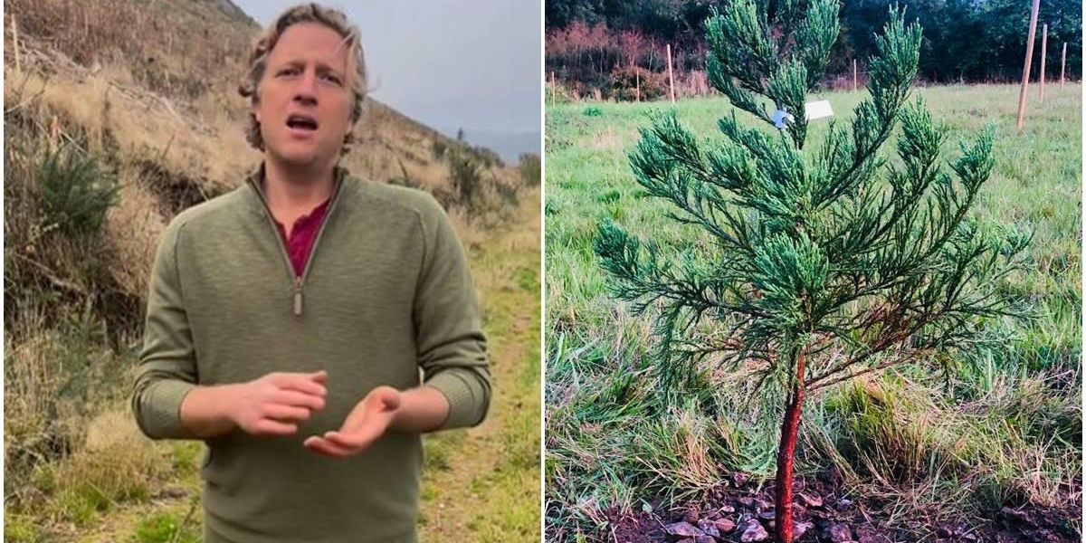 Man plants giant sequoias to combat climate change - Vimarsana News