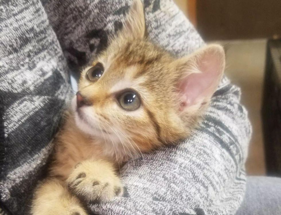 kitten cuddling arms
