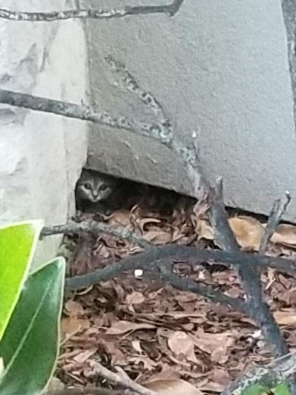 stray kitten hiding