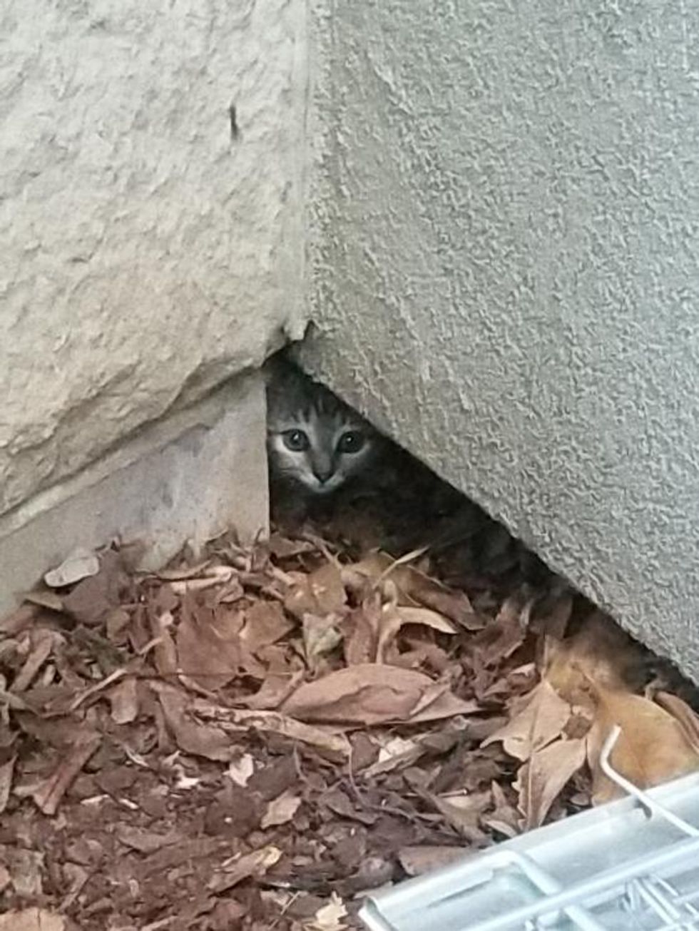 kitten hole in the wall