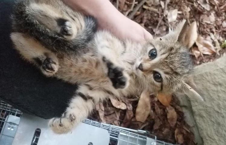 tabby kitten rescue