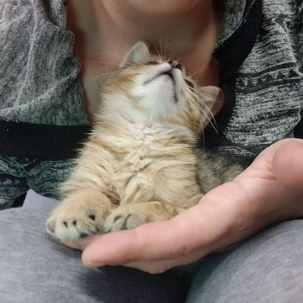 happy lap kitten