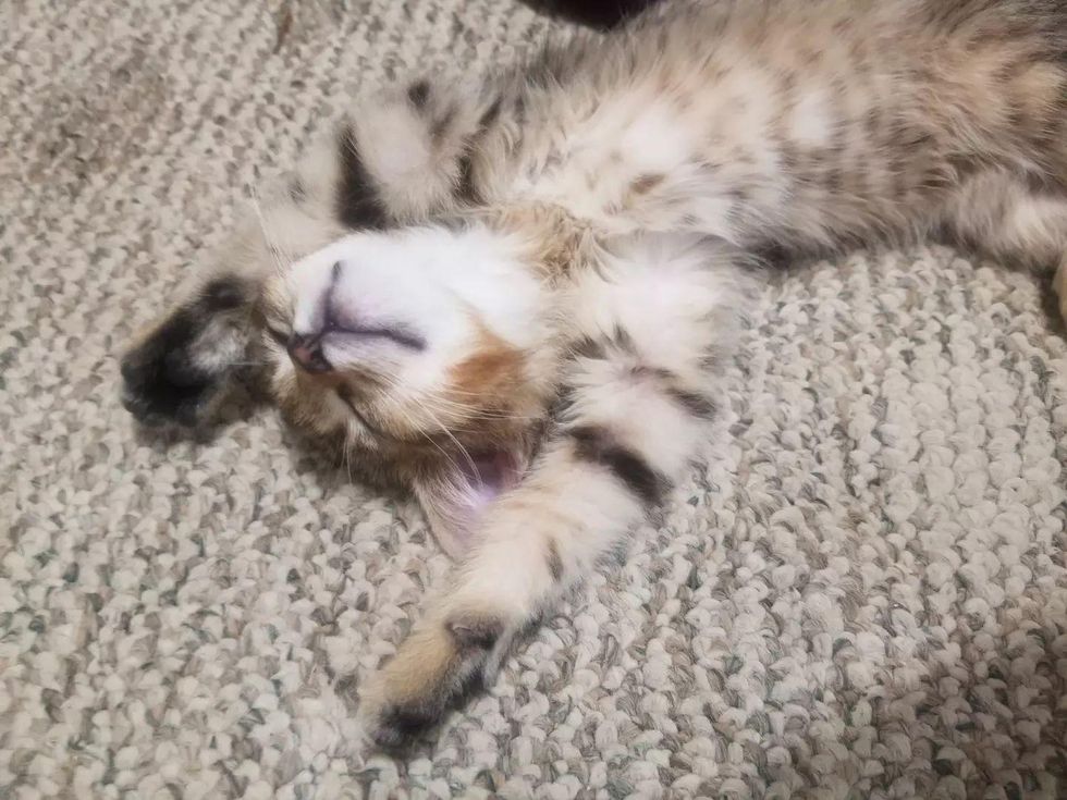 happy sleeping kitten