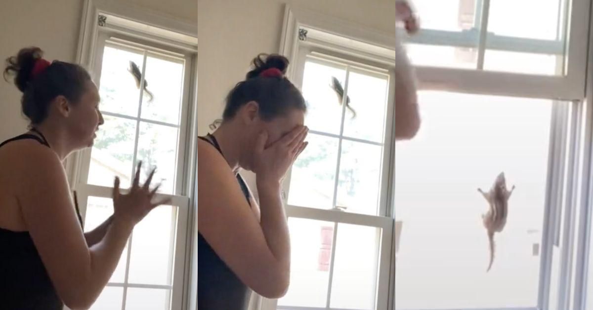 Woman's Attempt To Free Chipmunk Stuck In Her Window Goes Completely Off The Rails In Twist Ending
