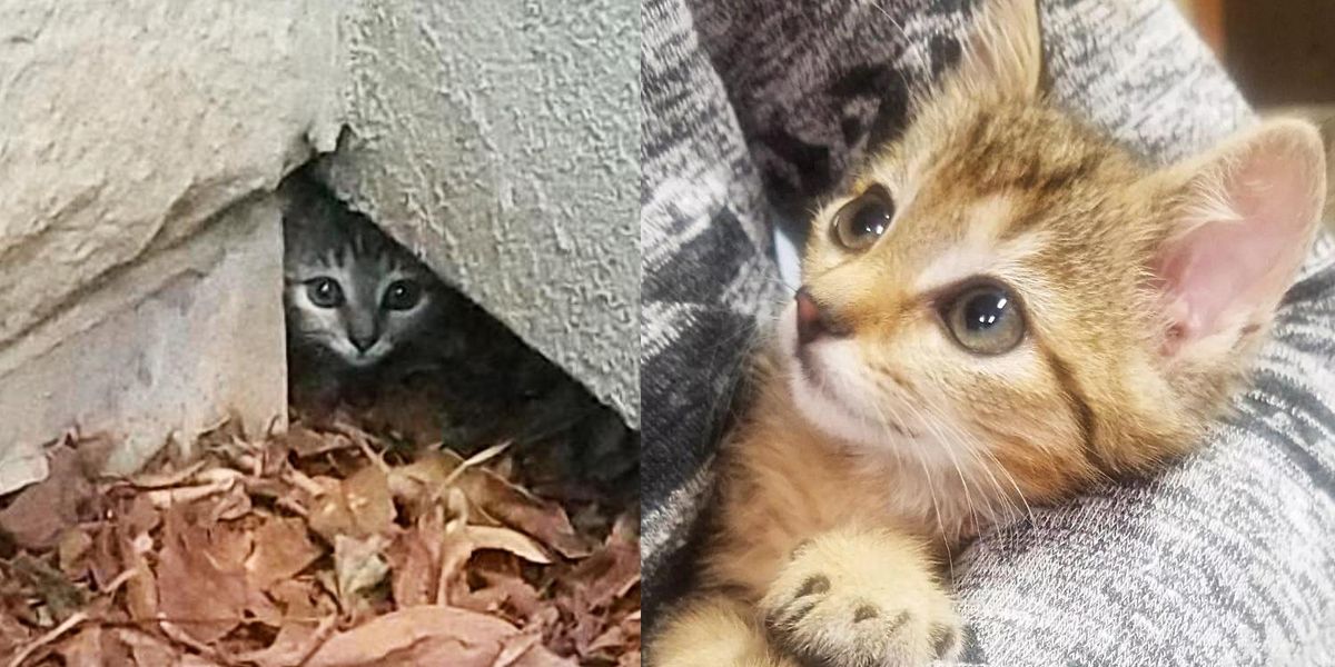 Kitten Hides in a Hole in the Wall Until Kind Person Comes to Her Help