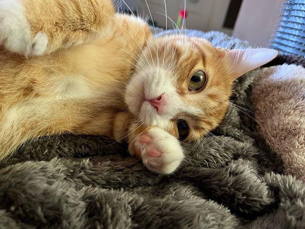 orange cat paws