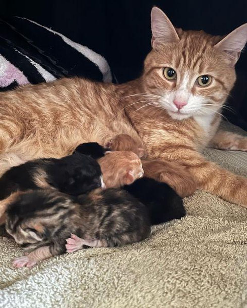 cat newborn kittens