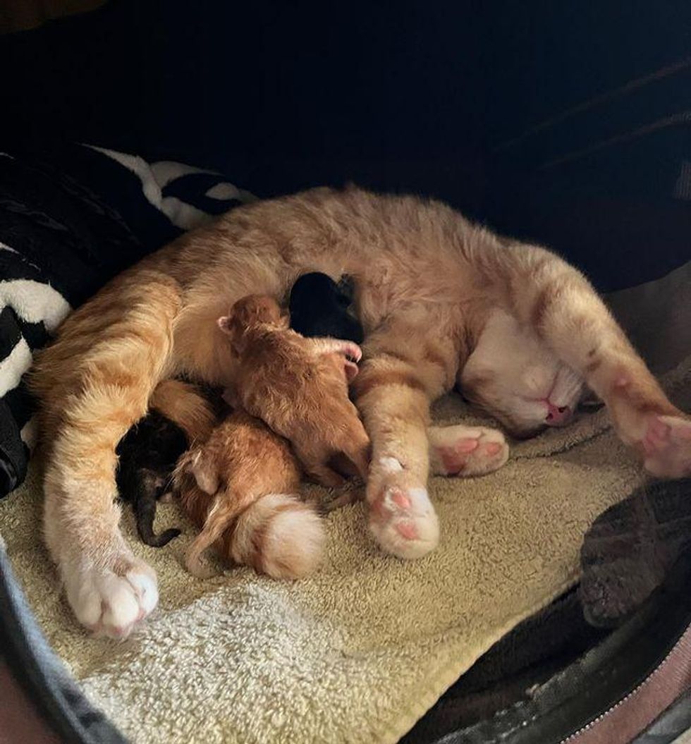 cat nursing kittens