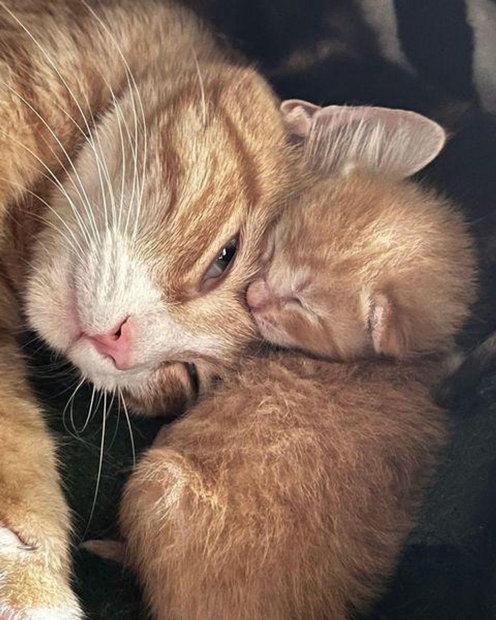 cat snuggling kitten