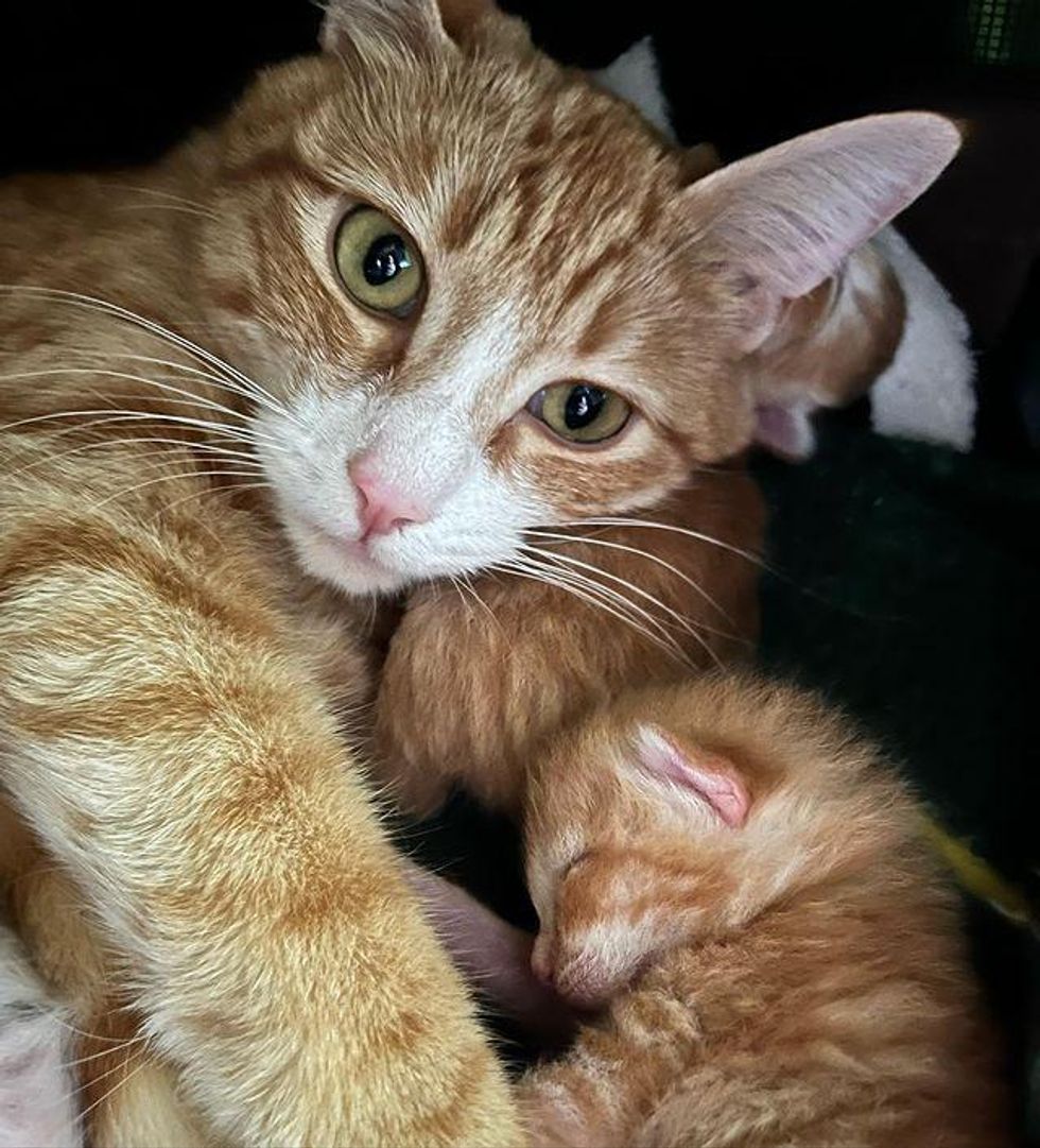 cat mom snuggling kittens