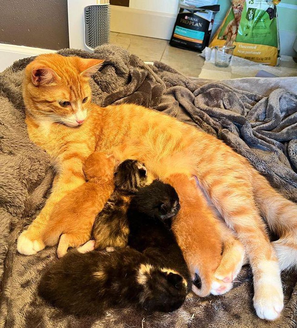 sweet cat nursing kittens