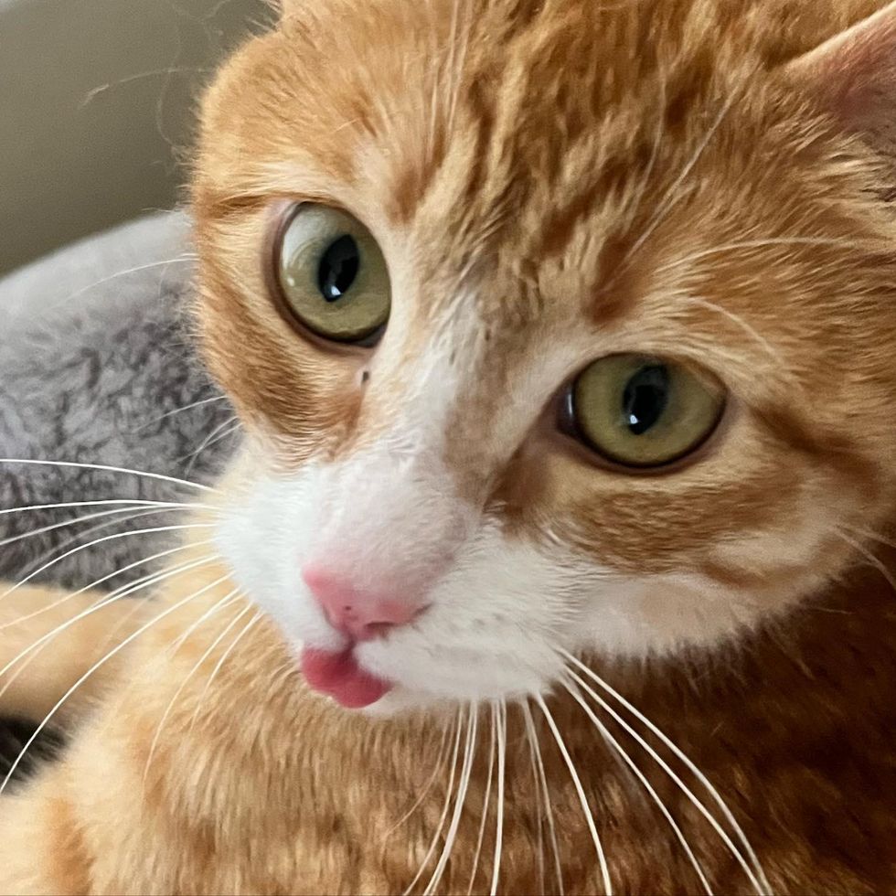 orange cat tongue