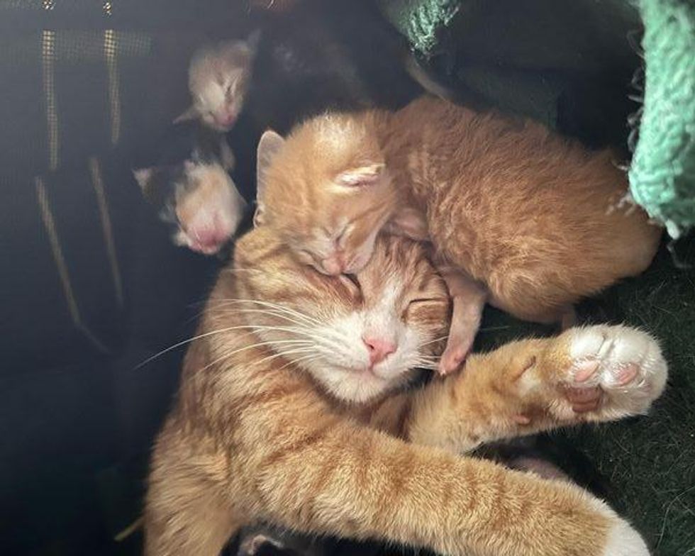 cat mom kittens