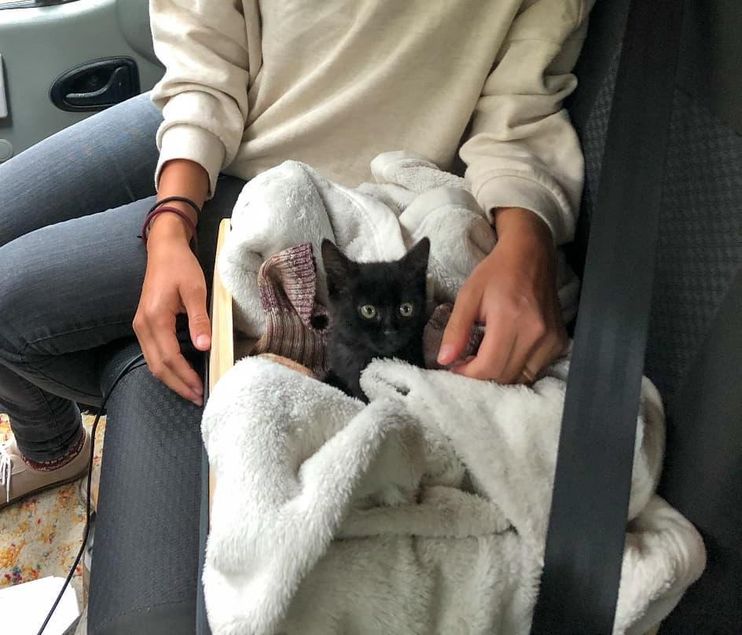 Internet Falls in Love With Cat Who Travels on Owner's Back—'Safe