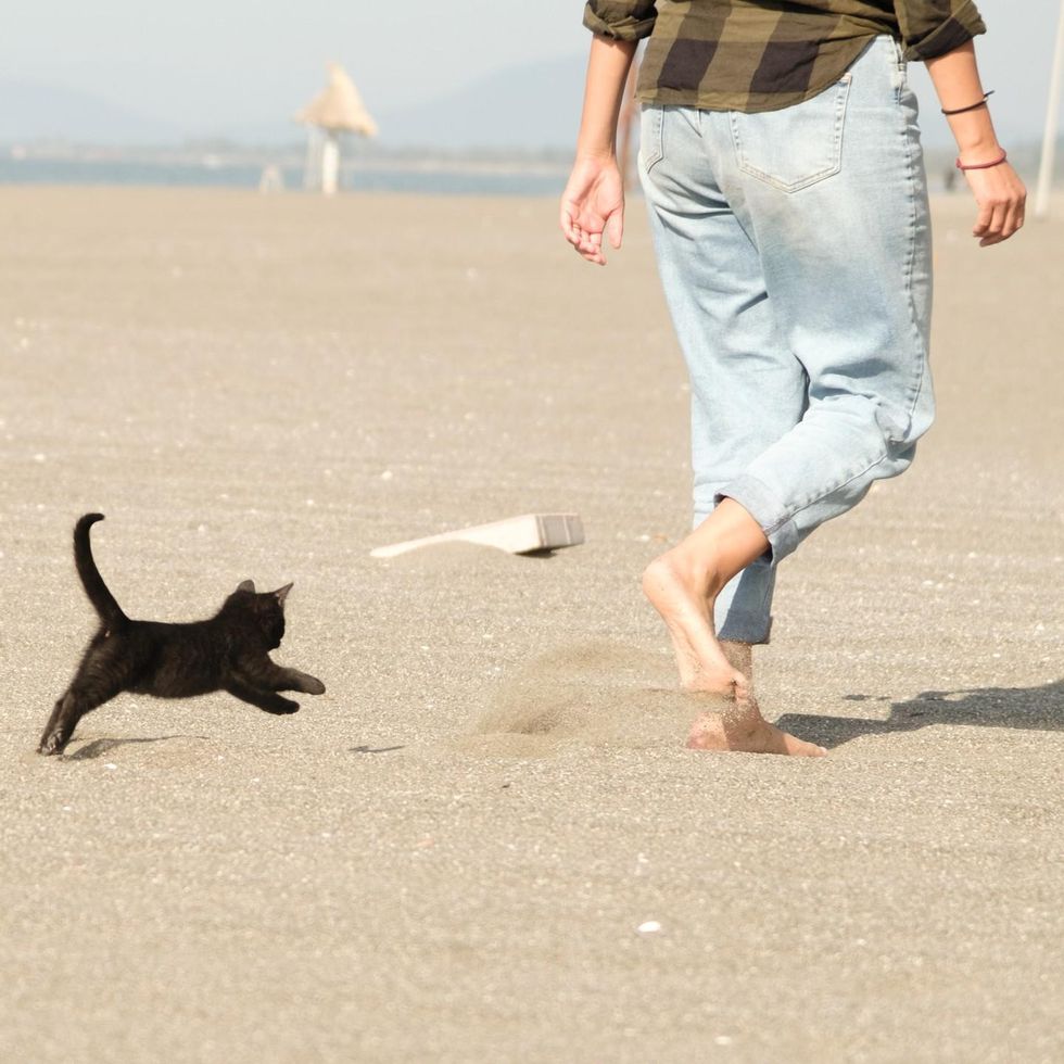 kitten running on beach