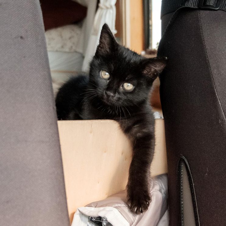 Kitten Comes Running to Traveling Couple and Hops into Their Arms, She  Won't Let Them Leave Her - Love Meow