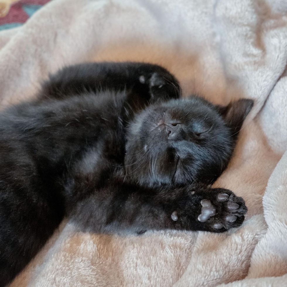 sleeping kitten paw