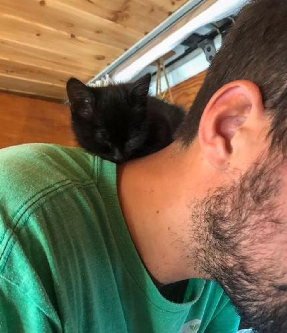 shoulder kitten