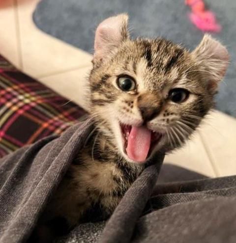 cuddly kitten curly ears