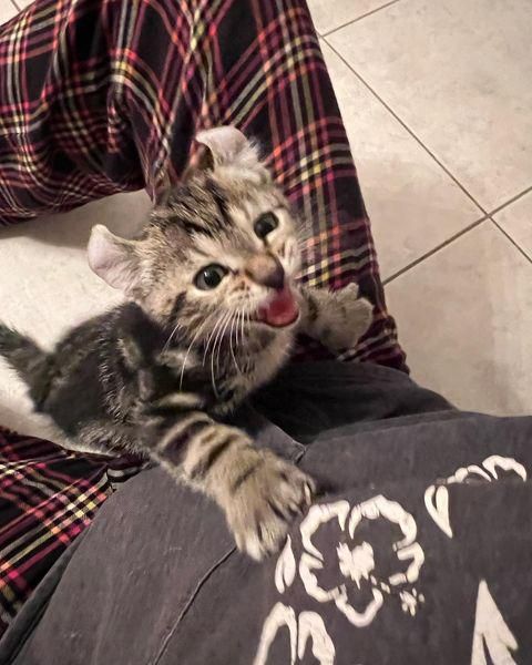 chatty tabby kitten