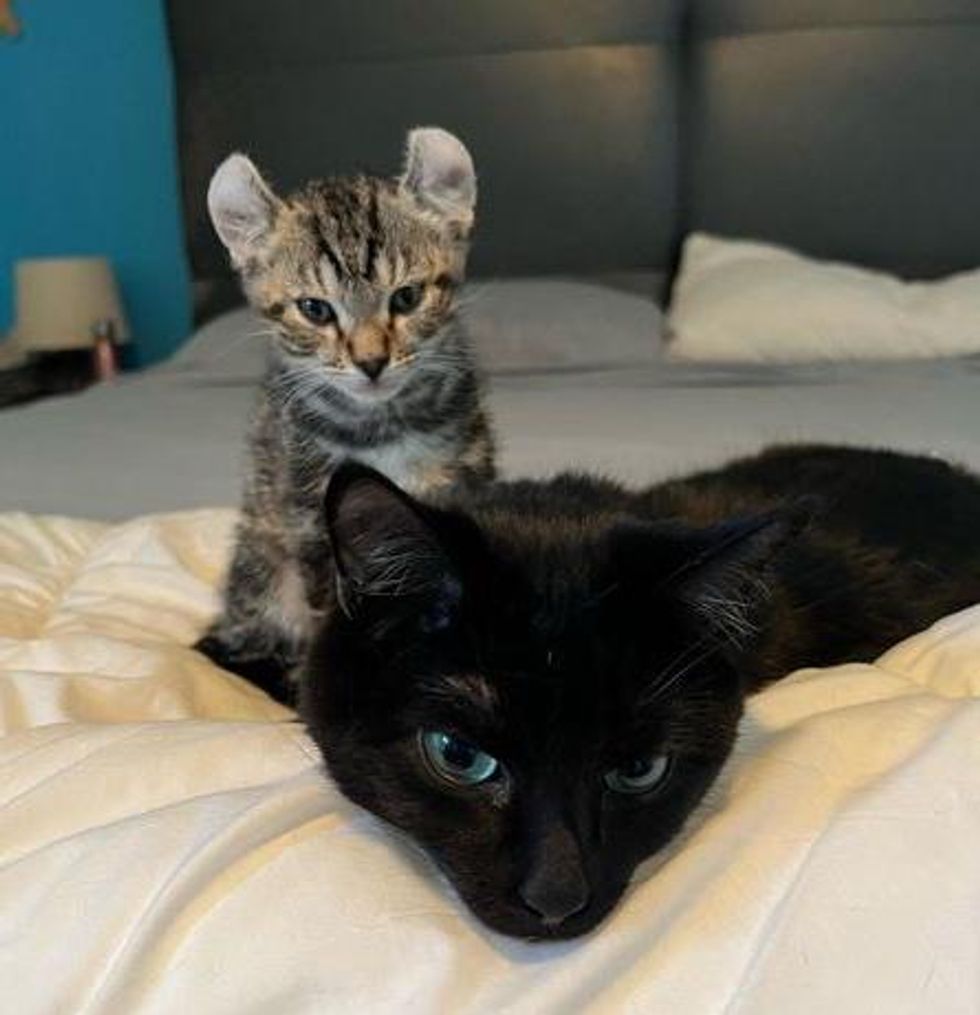 kitten cat friends