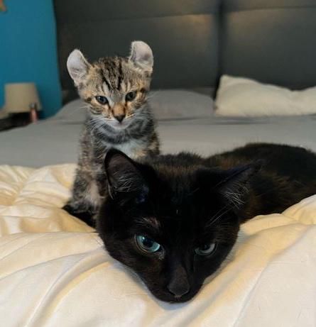 kitten cat friends