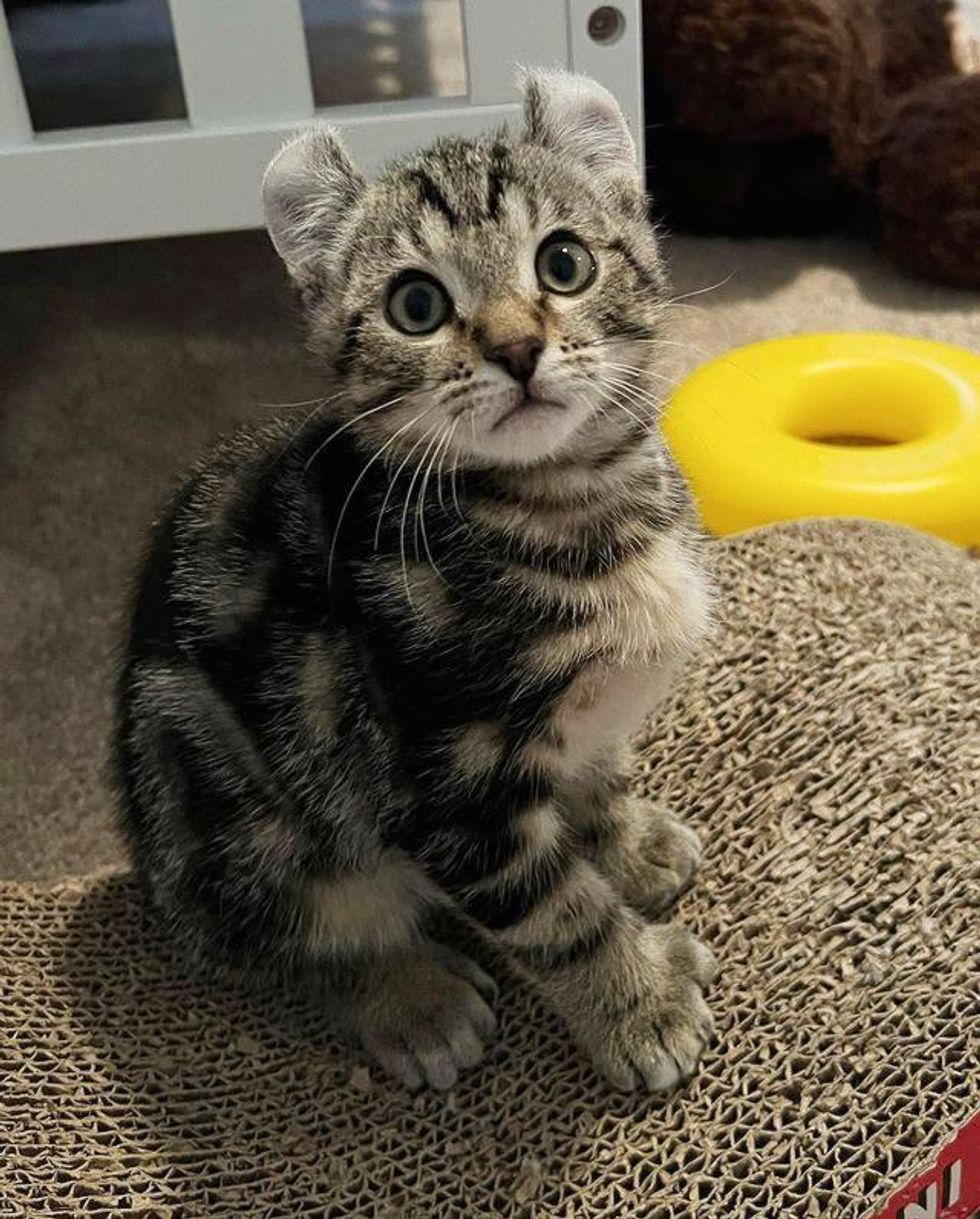 kitten curly ears paws