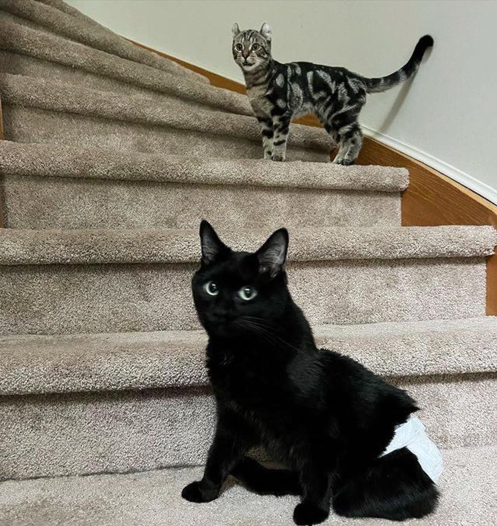 cat kitten stairs