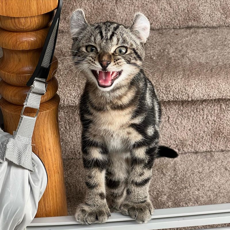 big paws tabby cat