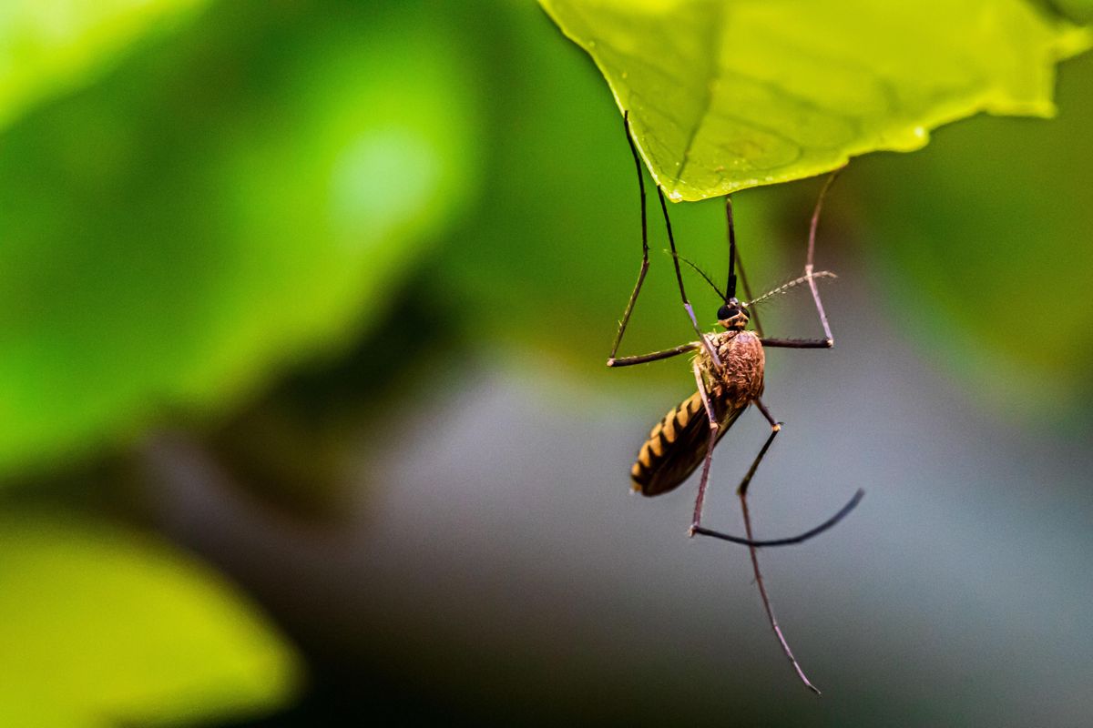 mosquitoes, bug bites, dengue, Zika, mice, study