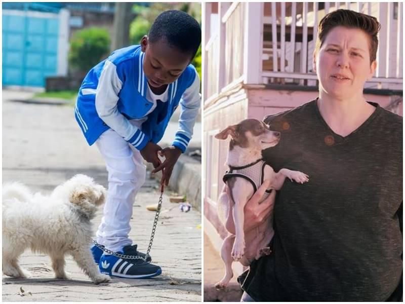 dog walkers, dogs and safety, ohio state